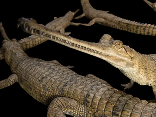 Croc Colours And Patterns