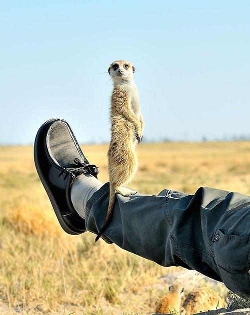 magicalnaturetour:
“A leg to stand on by jon kok
”