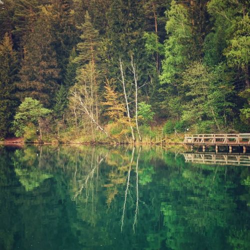 Green reflection#lithuania #nature #natural #lake #green #colors #forest #trees #tree #reflection #m