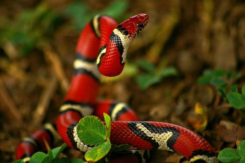 snake-lovers:Lampropeltis triangulum