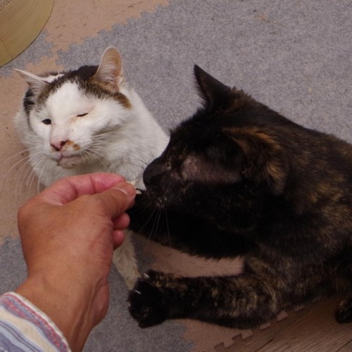 おはヨウカンさん！Good Morning Yohkan-san! #cats #neko #yohkan #uchinonekora #ねこ部 #猫星人 #猫 #hijiki #catstagram