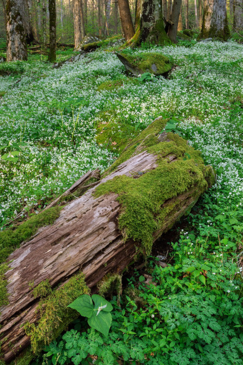 expressions-of-nature: Old Growth Forest with Trillium and Fringed Phacelia, Great Smoky Mountains 