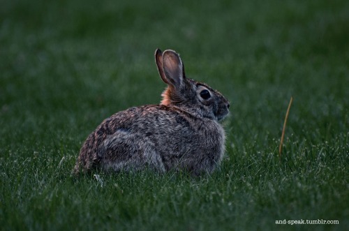 and-speak:some rabbits from today’s walk to the secret forest &lt;3the first two are the s