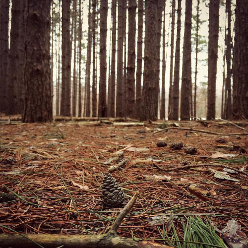 forestmood:Wee little pine cone #oakopenings #oakopeningspreservemetropark #nature #hiking #winterhi