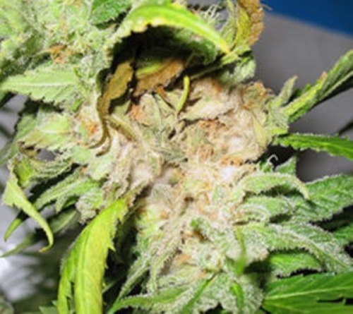 herbmedication:  Bud zoom inhttp://goo.gl/mkUzG5