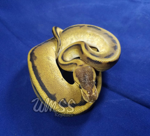 wheremyscalesslither:”SH6″   0.1 Genetic Stripe 100% het VPI axanthic $225Purchase terms found here: