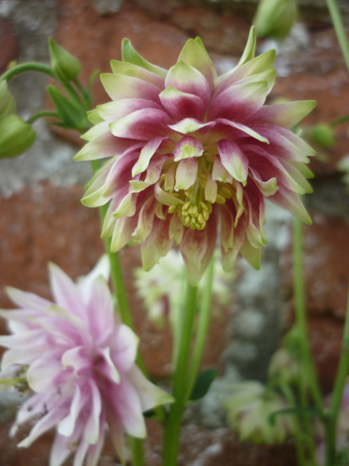 Aquilegia (columbine), mixed varietiesMay 2016