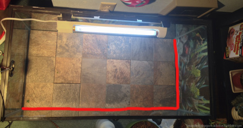 tile for bearded dragon floor