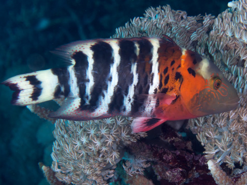 Redbreasted wrasse (Cheilinus fasciatus)