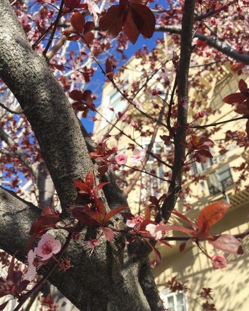 Hard to find more #beauty than in #persistence and #perseverance #plumblossom #sf