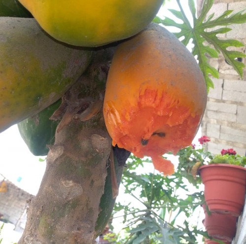 exobiologist: onesinnerzerostandards: MY PAPAYAS a crime of passion