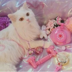 sugarpillcosmetics:  Happy Caturday!! Meow