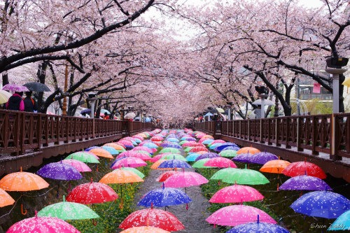 lovesouthkorea:Sakura Umbrella by Shun Daddy