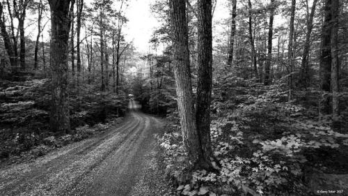 Into the forest&hellip;Addington Highlands, ON. Canada ~ Coast to Coast ~ Shades of Black &a