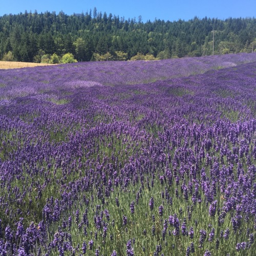 moriandtea: Lavender fields forever pt.II