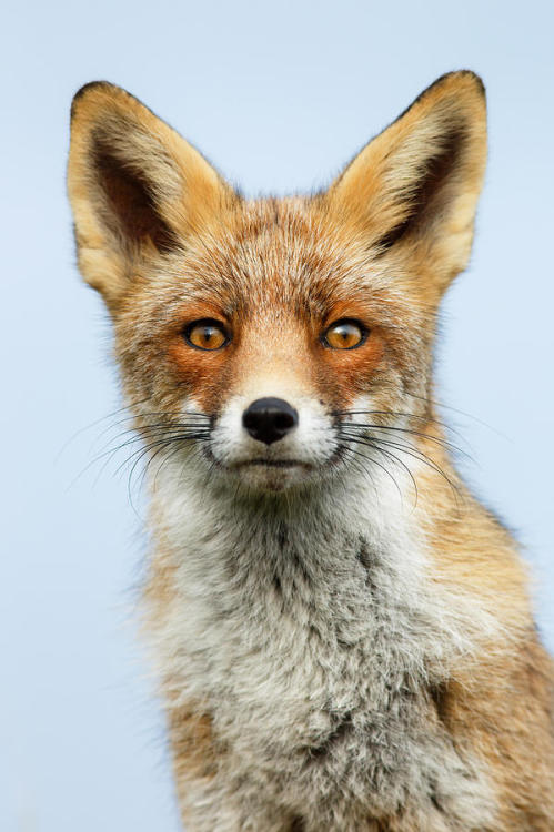 beautiful-wildlife:That Foxy Face by Roeselien Raimond