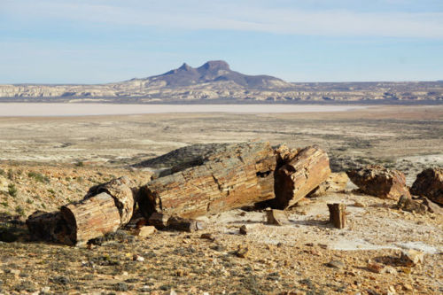 Bosques Petrificados de Jaramillo National Park, Argentina The petrified tree forest was a really sp