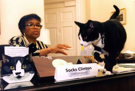 bedeliadumaurier:  noamchimpsky:  bedeliadumaurier:  i hope the clintons get a cat again when (god willing) hillary wins it’s been TOO long since there’s been a cat in the white house:      i    love    socks!!!  she did a good job: 