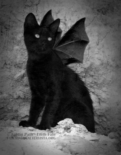 Why, WHY won’t the kitties let me put little bat wings on them? It would be adorable!