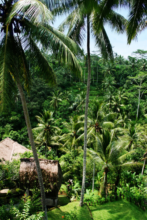 theadventurechild: Jungle/tropical blog