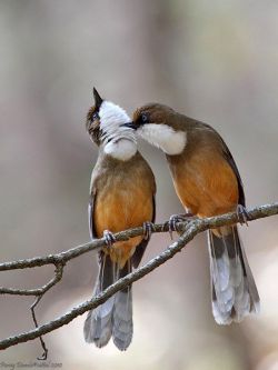 seasonsofwinterberry: White Throated Laughing Thrush