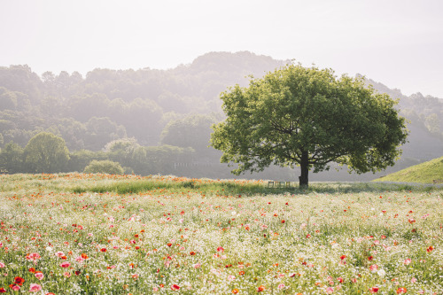 2021-05-08Canon EOS R6 + RF50mm f1.2LInstagram  |  hwantastic79vivid