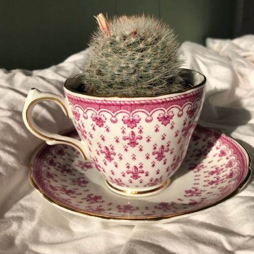 purrfectpeach: Cute idea: put plants into teacups✨