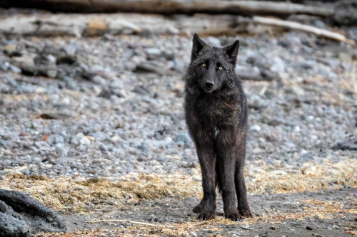 Wolf at Yellowstone Lake by Loren Mooney