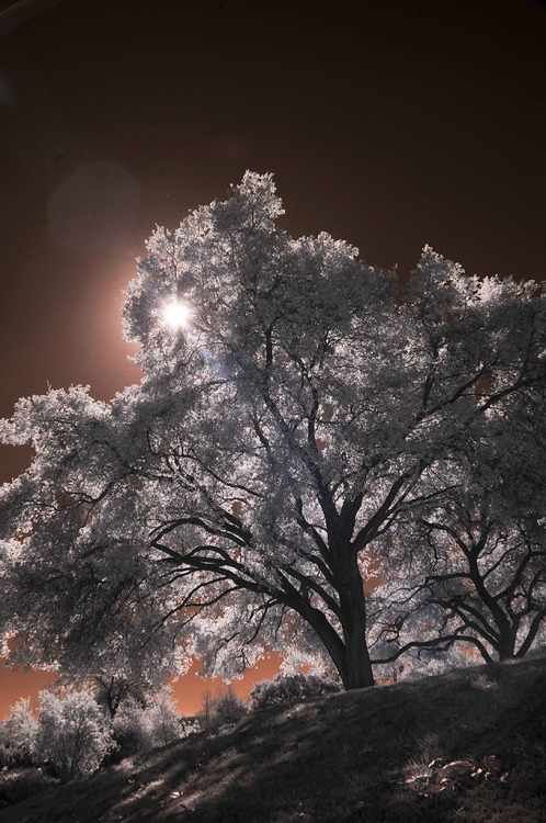 magicalnaturetour:  Backlit Oak Trees With Sun Flare - Infrared (by Bill Gracey) 