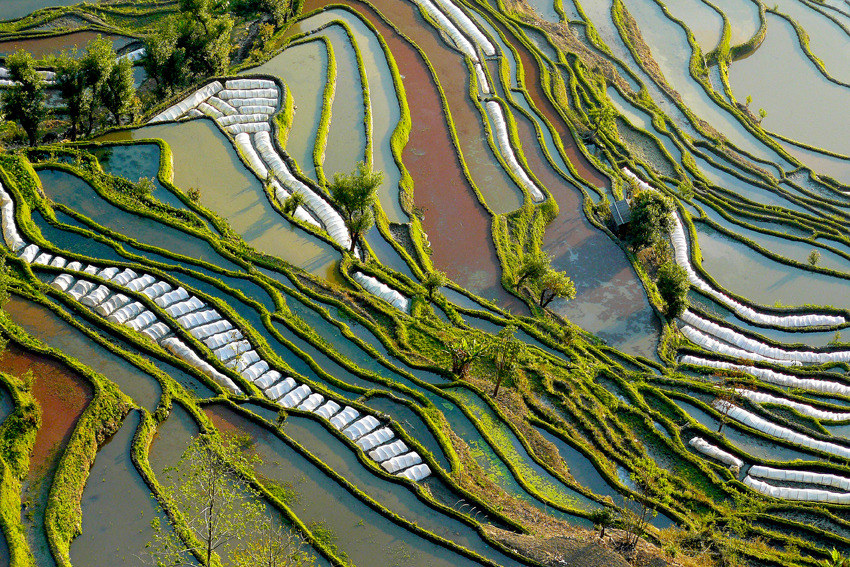 awkwardsituationist:  the remote and little known rice terraces of yuanyang county