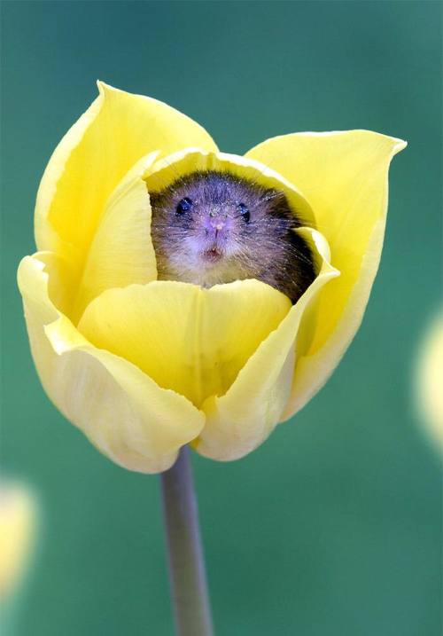 the-sunflower-one:Miles Herbert, 52, captured the sweet snaps as the harvest mice played inside the 