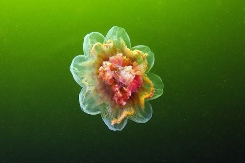 Sex aestheticgoddess:  jellyfish photography pictures