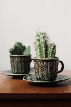 kenmarten:Vintage Cups and Cacti