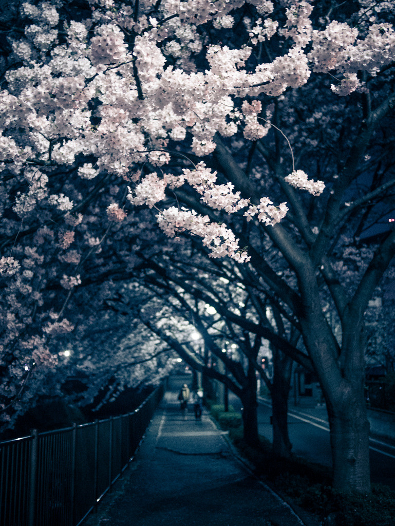 hakketsu:  ethertune:  Tomorrow, the cherry blossoms will fall due to the rain (By tantake)