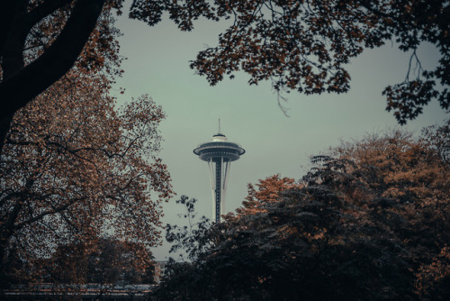 Seattle Space Needle framed with the fall foliage. 