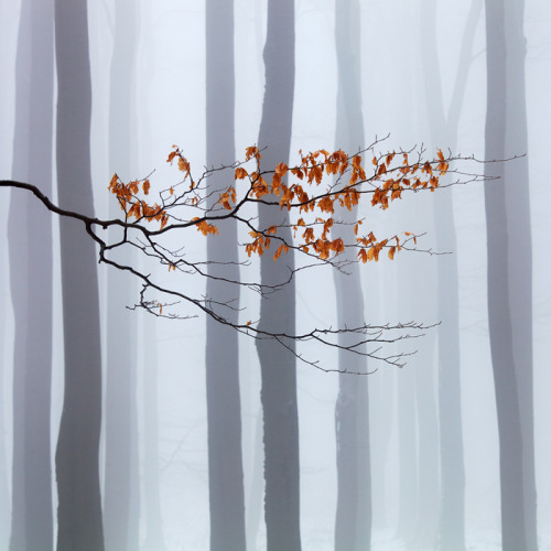 noctaeris:  Martin Rak