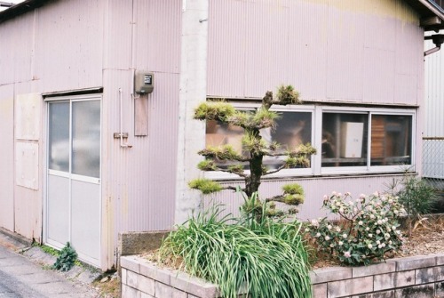 march 20, 2017pink houses, fukuroi japan