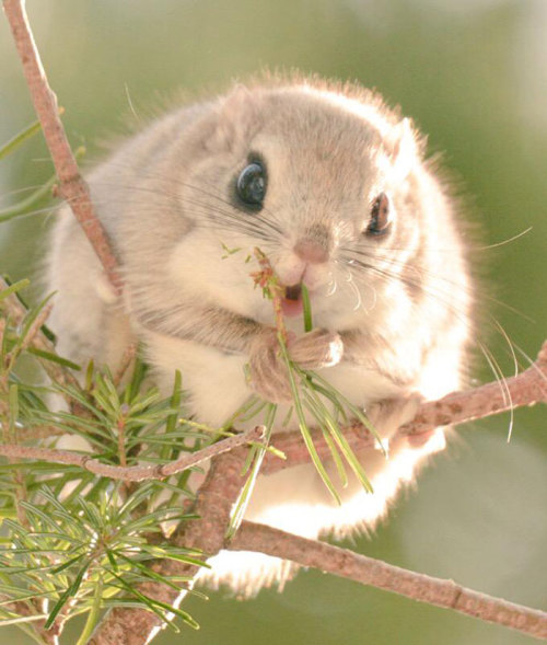 magi-nerd:  awesome-picz:    Japanese And Siberian Flying Squirrels Are Probably The Cutest Animals On Earth.   @lolzormyass 