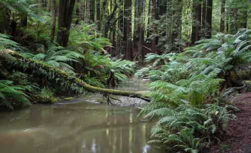 90377:  The Redwoods Beech forest in The Otways by Laurie