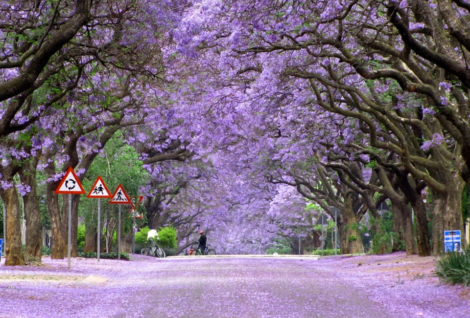 mysecretdesiresrevealed:   The Most Beautiful Trees In The World Portland Japanese