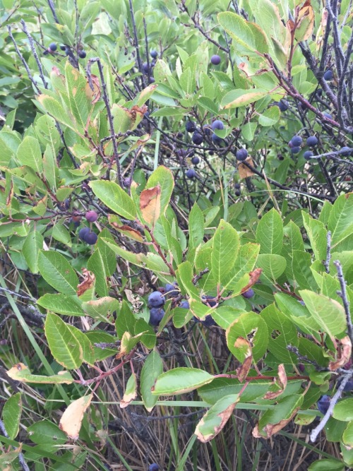 biodiverseed:Beach Plums (Prunus maritima)Submitted by d-tricky I’ve been meaning to submit these ph