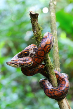 archangvl:  Rainbow Boa | JP Lawrence 