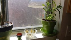 You Can See My Garlic Is Doing Well And Today I Added A Sweet Mint Plant To My Windowsill.