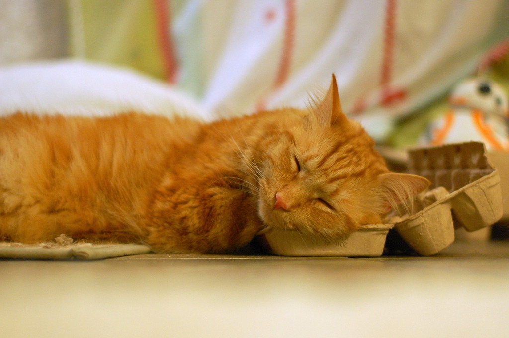 pabuthefirecat:  Simple DIY cat bed   Eat 12 eggs.  Put empty carton on floor  