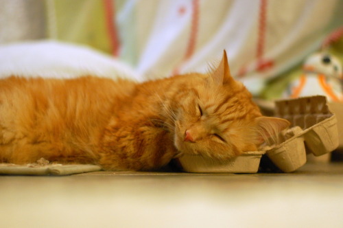 pabuthefirecat:  Simple DIY cat bed   Eat 12 eggs.  Put empty carton on floor  