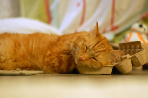 pabuthefirecat: Simple DIY cat bed Eat 12 eggs. Put empty carton on floor