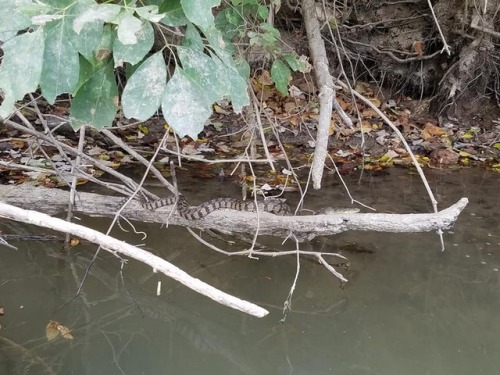 On the river looking for cottonmouths. No luck today, but saw a couple N. rhombifer and a yellowbell