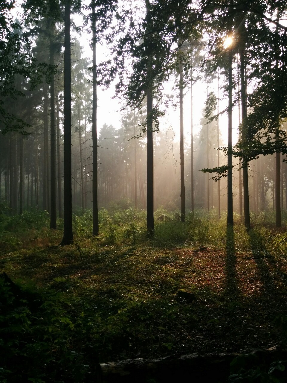 wiitch-craft:  philipwernerfoto:  After the rain. Forest in Risen, Hamburg, where