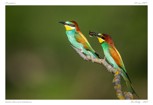 European Bee-eater (Merops apiaster)© BerColly