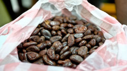 mothernaturenetwork:  Cocoa bean compound